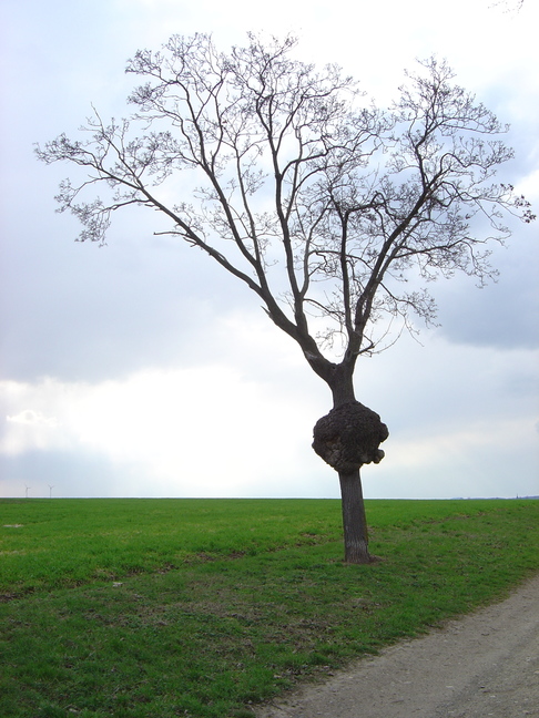 Beulenbaum